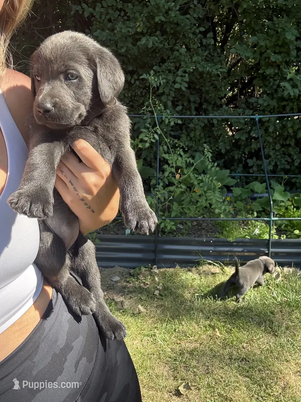 Coco – Labrador Retriever puppy for sale in Pittsford, NY