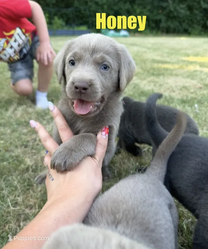 Honey – Labrador Retriever puppy for sale in Pittsford, NY