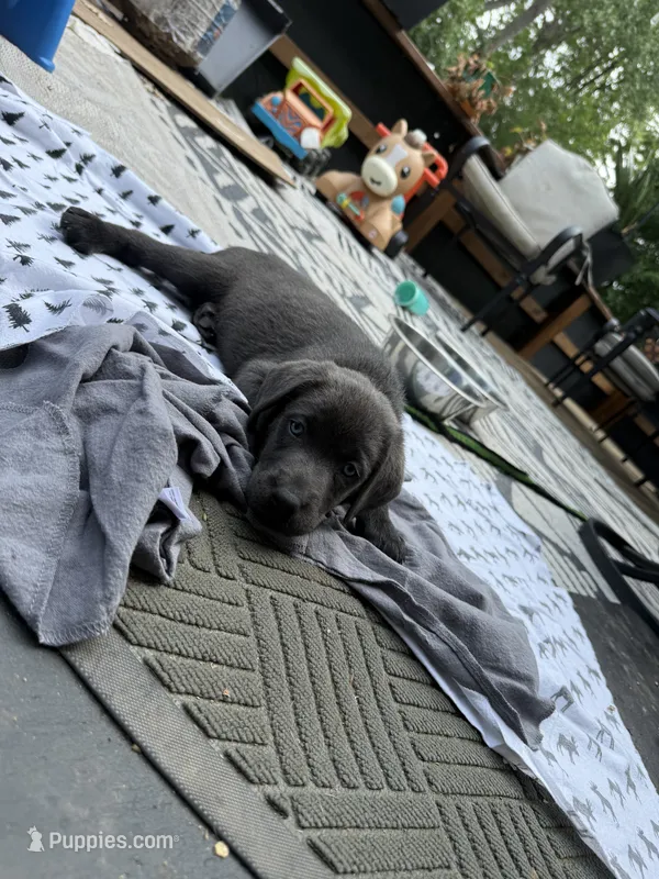 Coco – Labrador Retriever puppy for sale in Pittsford, NY