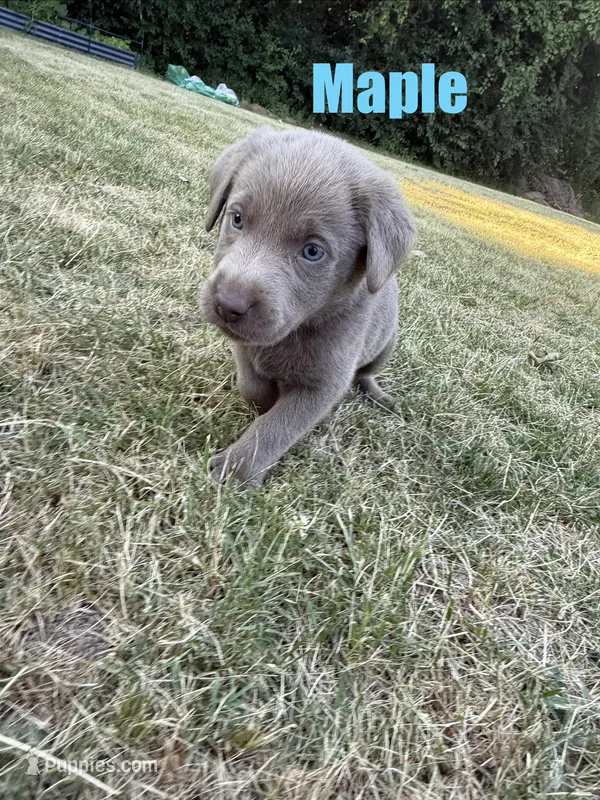 Maple – Labrador Retriever puppy for sale in Pittsford, NY