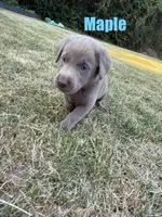 Maple, a female Labrador Retriever for sale in Pittsford, NY – 1 of 1