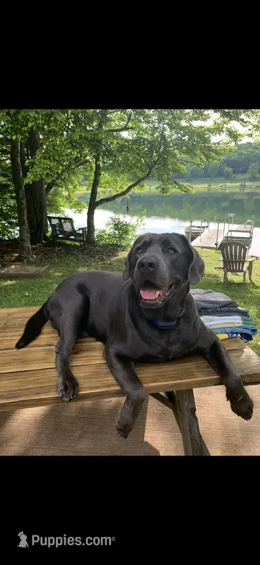 AKC Silver and charcoal Labrador retrievers  – Labrador Retriever puppy for sale in Pittsford, NY