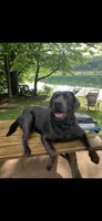 AKC Silver and charcoal Labrador retrievers , a female Labrador Retriever for sale in Pittsford, NY – 1 of 3
