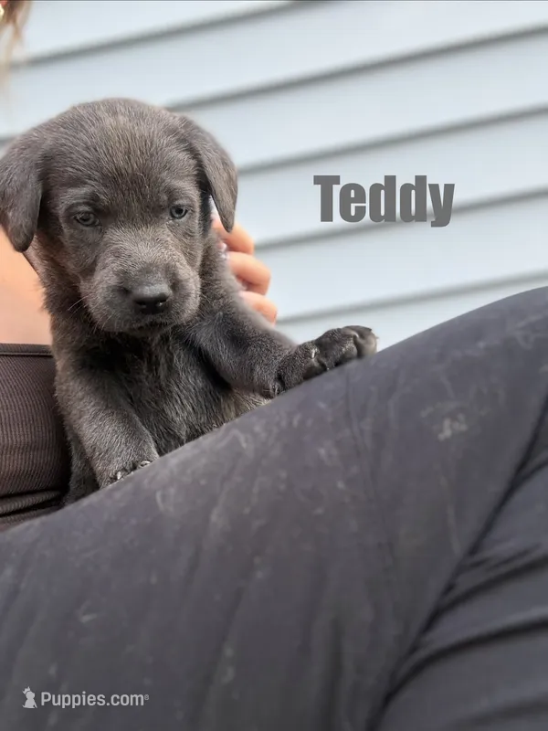 Teddy – Labrador Retriever puppy for sale in Pittsford, NY