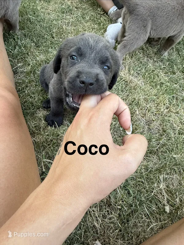 Coco – Labrador Retriever puppy for sale in Pittsford, NY