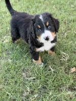 Sammie, a male Bernese Mountain Dog for sale in Columbus, GA – 9 of 9
