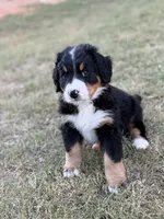 Sammie, a male Bernese Mountain Dog for sale in Columbus, GA – 5 of 9