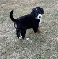 Sammie, a male Bernese Mountain Dog for sale in Columbus, GA – 4 of 9