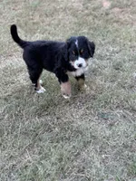 Sammie, a male Bernese Mountain Dog for sale in Columbus, GA – 8 of 9