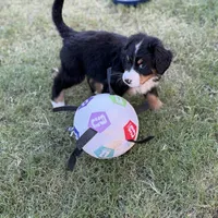 Sammie, a male Bernese Mountain Dog for sale in Columbus, GA – 6 of 9