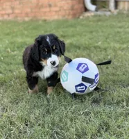 Sammie, a male Bernese Mountain Dog for sale in Columbus, GA – 2 of 9