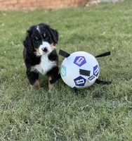 Sammie, a male Bernese Mountain Dog for sale in Columbus, GA – 7 of 9
