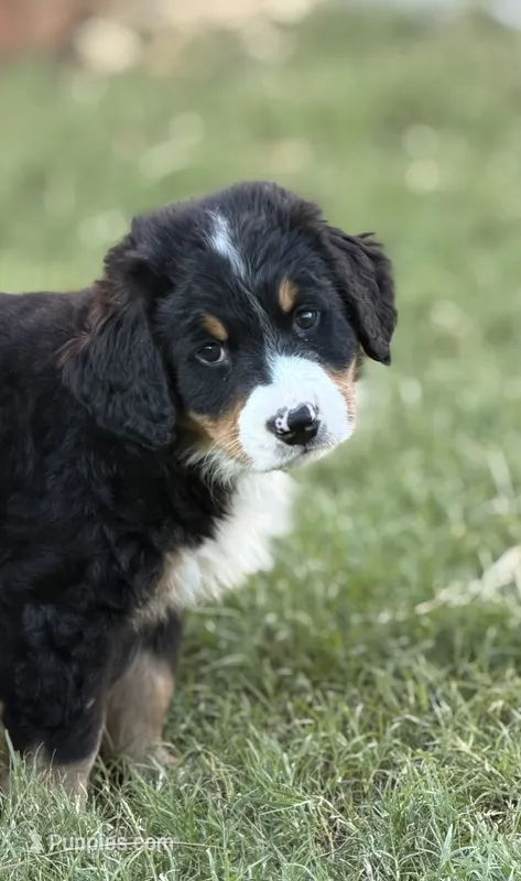 Sammie, a male Bernese Mountain Dog for sale in Columbus, GA – 1 of 9
