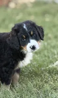Sammie, a male Bernese Mountain Dog for sale in Columbus, GA – 1 of 9