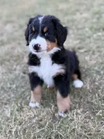 Sammie, a male Bernese Mountain Dog for sale in Columbus, GA – 3 of 9
