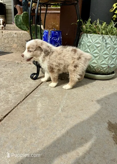Rocky – Toy Australian Shepherd puppy for sale in Nardin, OK