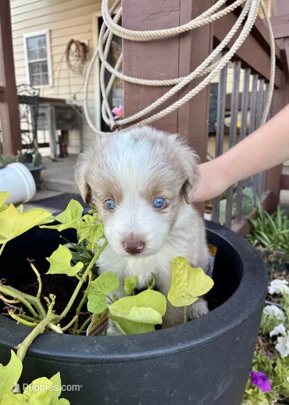 Rocky – Toy Australian Shepherd puppy for sale in Nardin, OK