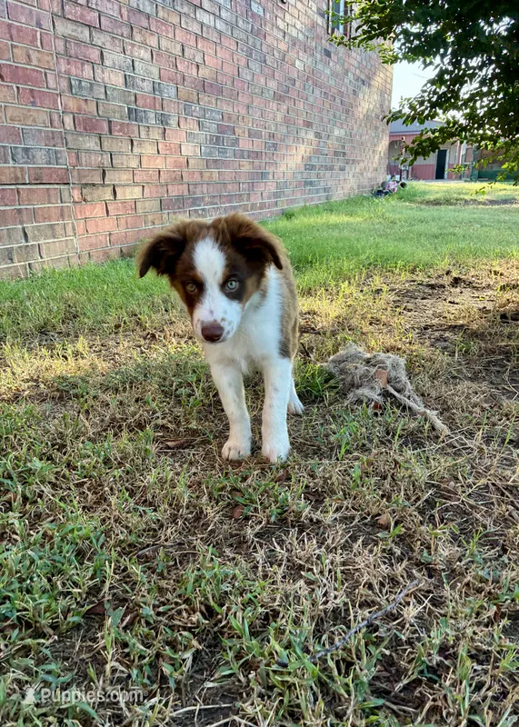 Charlie – Toy Australian Shepherd puppy for sale in Nardin, OK