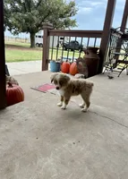 Rubble, a male Toy Australian Shepherd for sale in Nardin, OK – 3 of 10