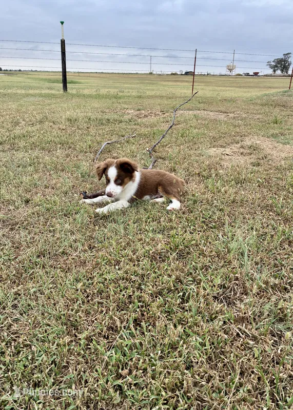 Charlie – Toy Australian Shepherd puppy for sale in Nardin, OK