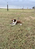 Charlie, a male Toy Australian Shepherd for sale in Nardin, OK – 8 of 10