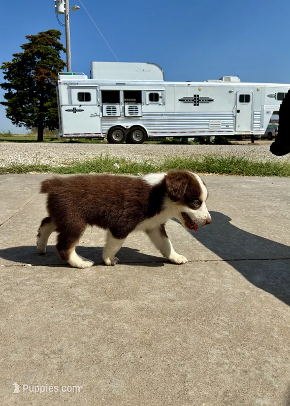 Max – Toy Australian Shepherd puppy for sale in Nardin, OK