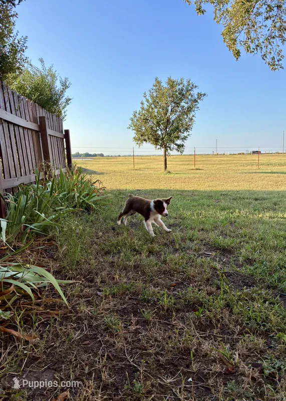 Charlie – Toy Australian Shepherd puppy for sale in Nardin, OK