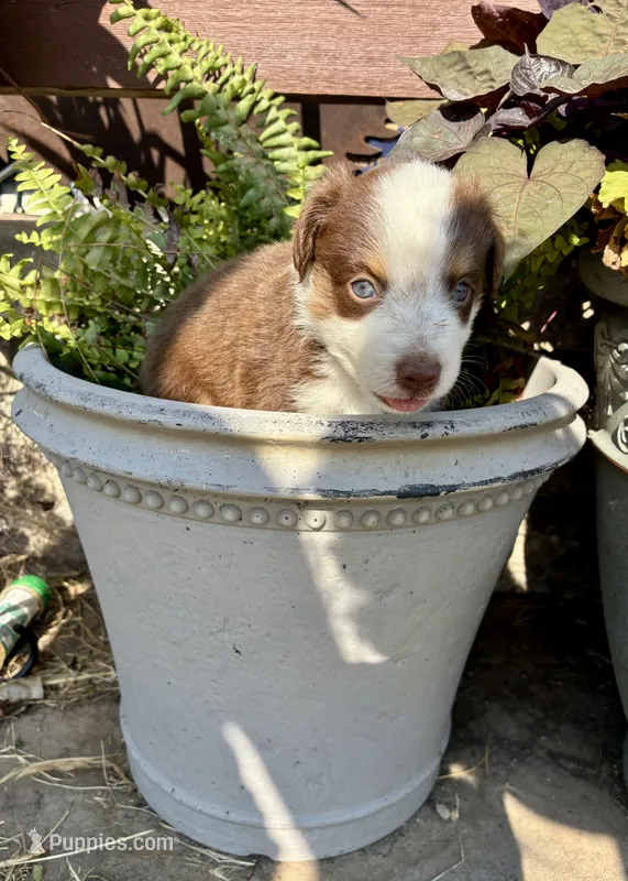 Max – Toy Australian Shepherd puppy for sale in Nardin, OK