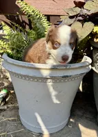 Max, a male Toy Australian Shepherd for sale in Nardin, OK – 4 of 10