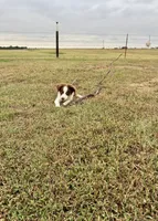 Charlie, a male Toy Australian Shepherd for sale in Nardin, OK – 10 of 10