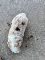 Rocky, a male Toy Australian Shepherd for sale in Nardin, OK – 9 of 10