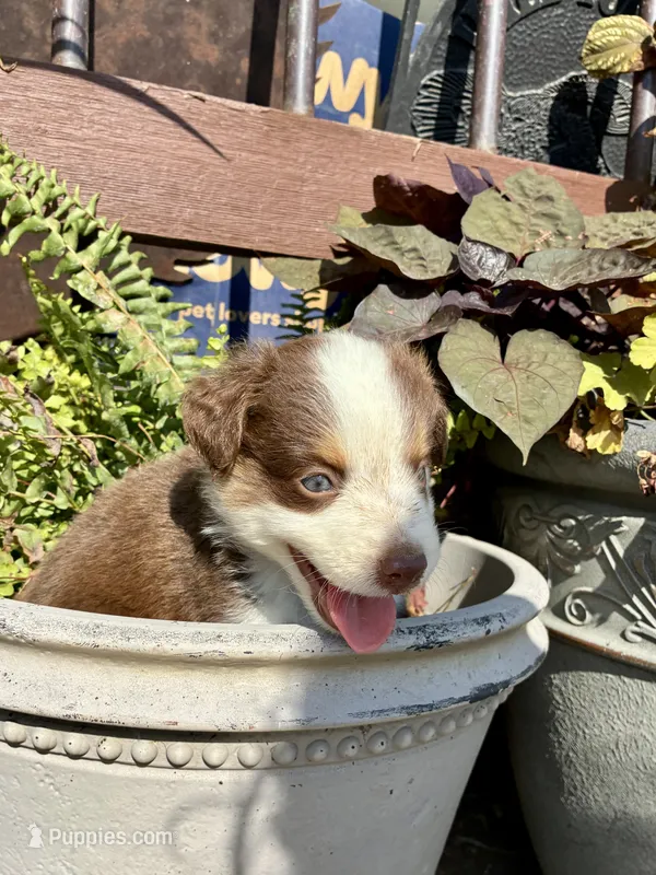 Max – Toy Australian Shepherd puppy for sale in Nardin, OK