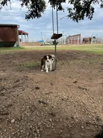 Charlie, a male Toy Australian Shepherd for sale in Nardin, OK – 5 of 10