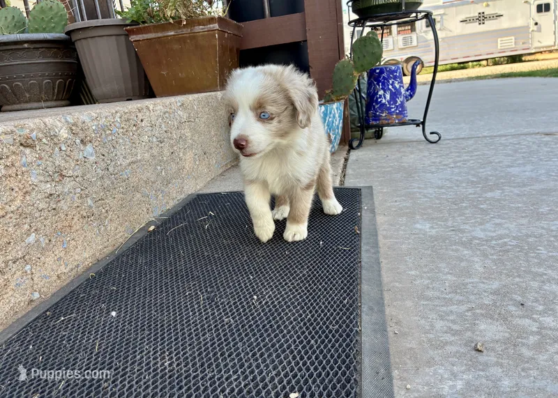 Rocky – Toy Australian Shepherd puppy for sale in Nardin, OK