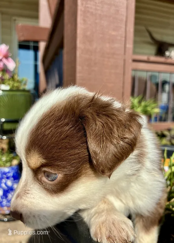 Max – Toy Australian Shepherd puppy for sale in Nardin, OK