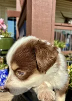 Max, a male Toy Australian Shepherd for sale in Nardin, OK – 7 of 10