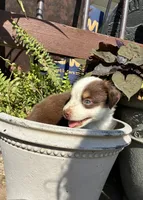 Max, a male Toy Australian Shepherd for sale in Nardin, OK – 2 of 10