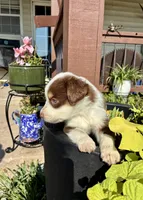 Max, a male Toy Australian Shepherd for sale in Nardin, OK – 3 of 10