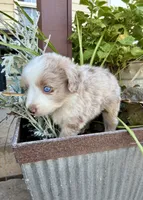 Rocky, a male Toy Australian Shepherd for sale in Nardin, OK – 7 of 10