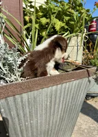 Max, a male Toy Australian Shepherd for sale in Nardin, OK – 10 of 10