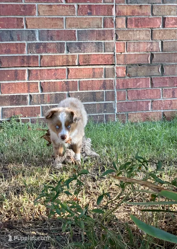 Rubble – Toy Australian Shepherd puppy for sale in Nardin, OK