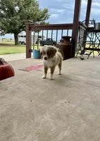 Rubble, a male Toy Australian Shepherd for sale in Nardin, OK – 5 of 10
