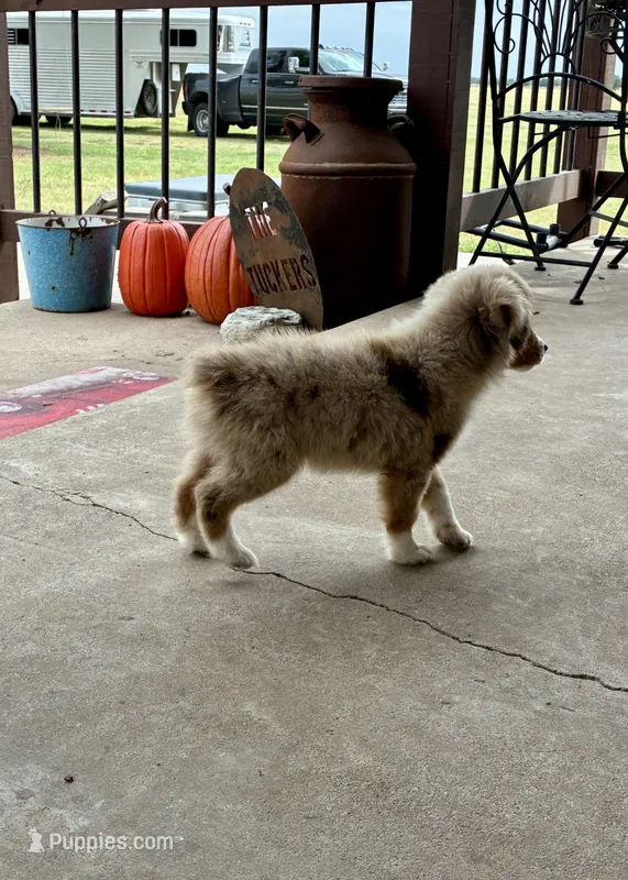 Rubble – Toy Australian Shepherd puppy for sale in Nardin, OK