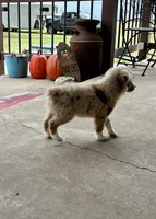 Rubble, a male Toy Australian Shepherd for sale in Nardin, OK – 1 of 10