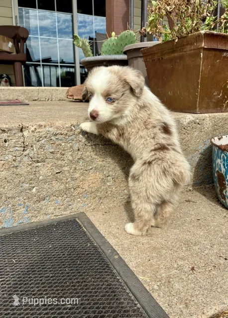 Rocky – Toy Australian Shepherd puppy for sale in Nardin, OK