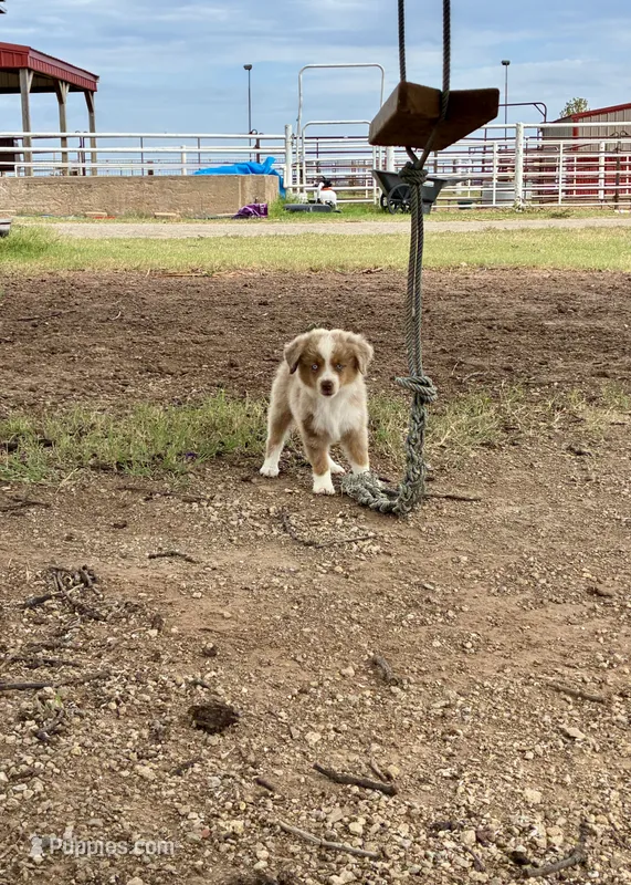 Rubble – Toy Australian Shepherd puppy for sale in Nardin, OK