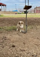 Rubble, a male Toy Australian Shepherd for sale in Nardin, OK – 7 of 10
