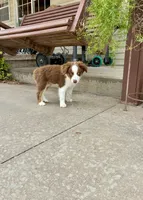 Charlie, a male Toy Australian Shepherd for sale in Nardin, OK – 3 of 10