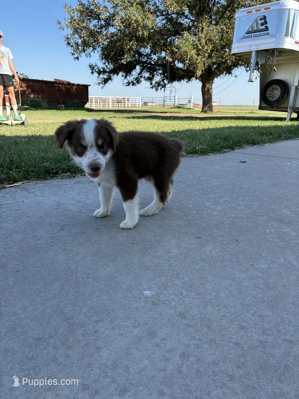 Max – Toy Australian Shepherd puppy for sale in Nardin, OK