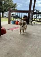 Rubble, a male Toy Australian Shepherd for sale in Nardin, OK – 2 of 10